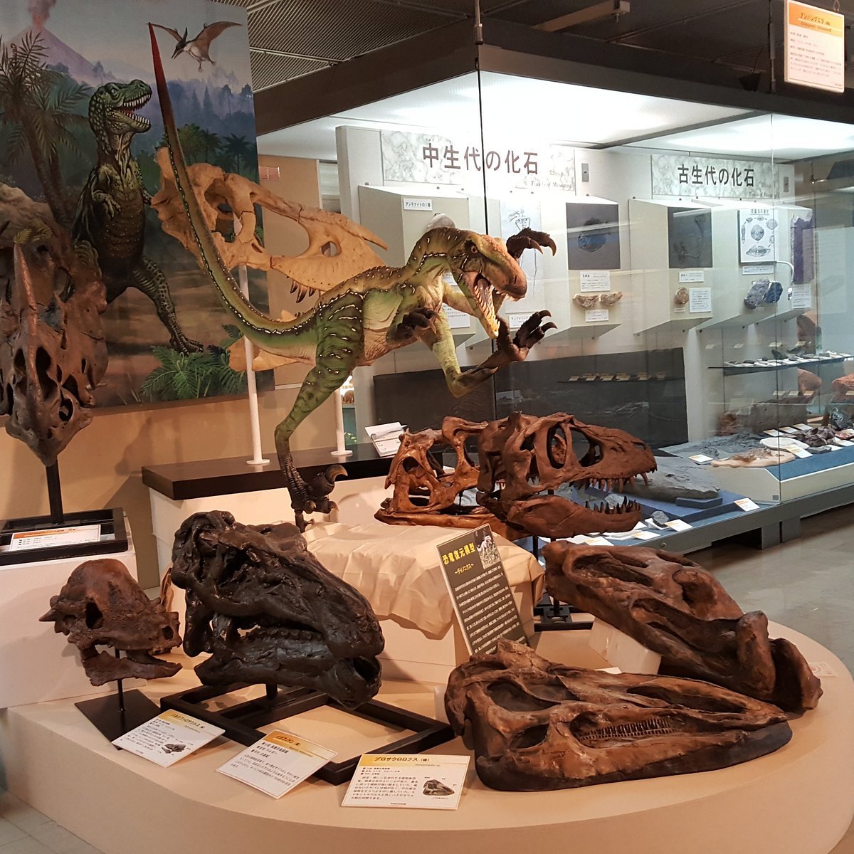 🏛️ 돗토리 현립 박물관 이미지 4